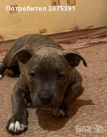 Американско були, снимка 6 - Други - 53963430