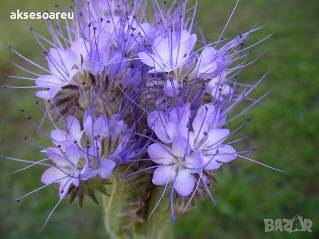 Семена от Фацелия - медоносно растение за пчелите разсад семена пчеларски растения силно медоносно ц, снимка 8 - Сортови семена и луковици - 37708344