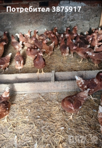 свободни ярки ломан Браун пред пронасяне , снимка 2 - Кокошки и пуйки - 52183205