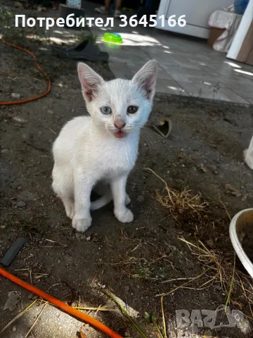 Бели котета- Турска ангора, снимка 4 - За котки - 55982403