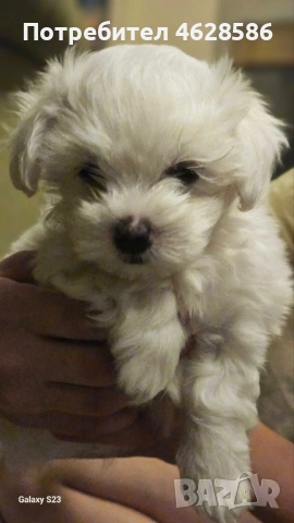 Малтийски болонки, снимка 1