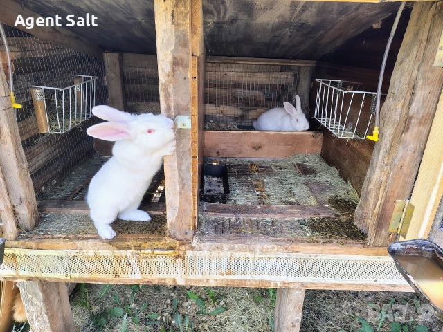 Зайци порода Цика