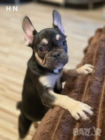 Френски булдог - момиче -  (носители на флъфи ген) - родословен Баща 