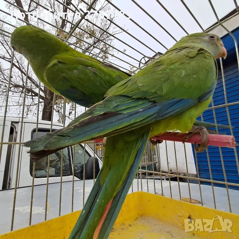 продавам папагали барабанди, снимка 2 - Папагали - 53897281