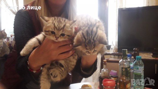 Британец златна чинчила за разплод , снимка 13 - Чинчили - 38819551