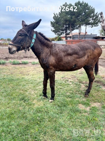 Продавам Магаре, снимка 3 - Други - 53025050