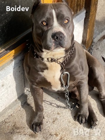 Американско були ХL ABKC си търси приятелка, снимка 4 - Други - 38081612