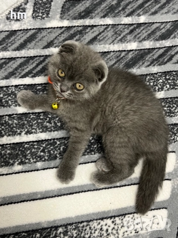 Шотландско клепоухо, снимка 3 - Британска късокосместа - 52516945