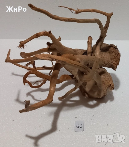 Корен от Азалия /декорация/ 66, снимка 4 - Други - 54102458