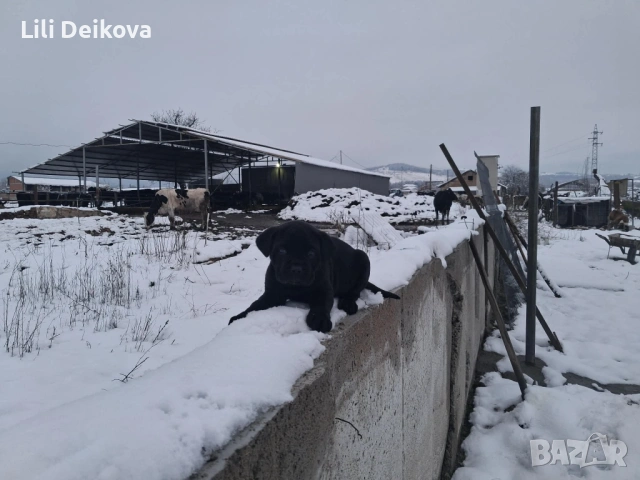 Кане Корсо куче , снимка 3 - Кане корсо - 53375341