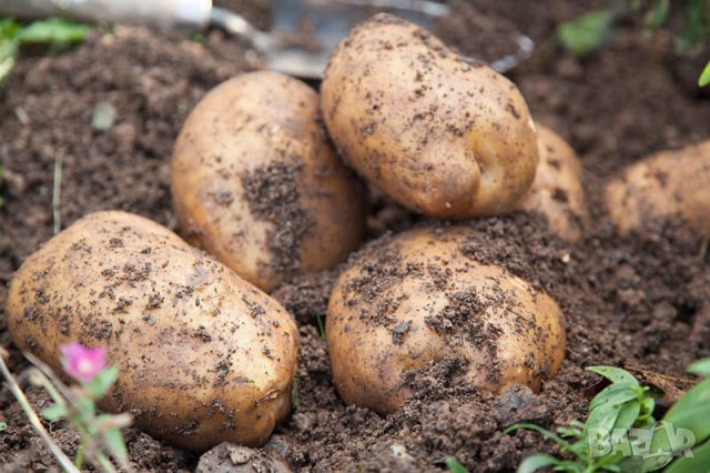 Тор -Почвена смес Компост за ЗЕЛЕНЧУЦИ, картофи, гъби, лук, чесън, семена, фасул, снимка 3 - Тор и почвени смеси - 42132046