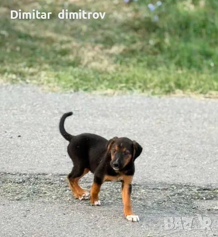 Малко ловно куче