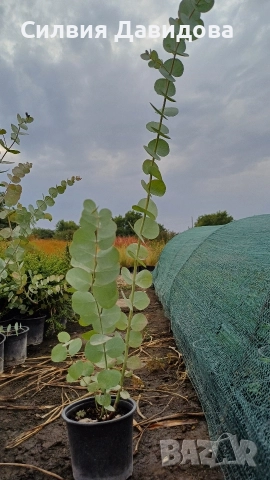 Евкалипт, снимка 9 - Други стоки за дома - 52773023