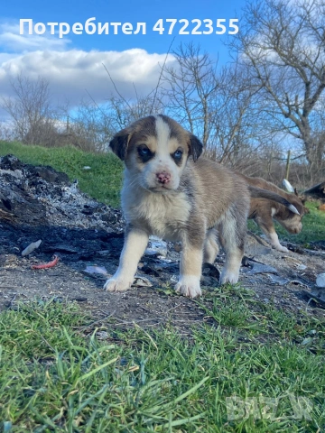 Продавам малки хъскита на 1 месец и половина