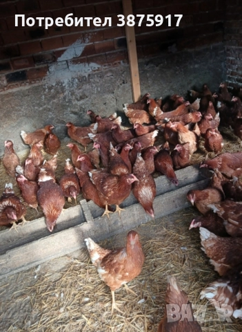 свободни ярки ломан Браун пред пронасяне 