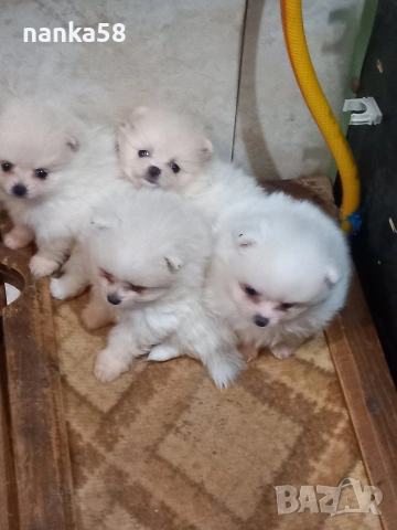 Продавам померани, снимка 2 - Померан - 54323488