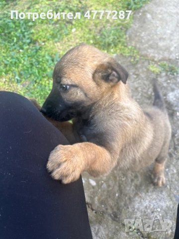 Кученца белгийска овчарка малиноа микс – пазачи, 50 дни, спешно“, снимка 3 - Белгийска овчарка - 54039876