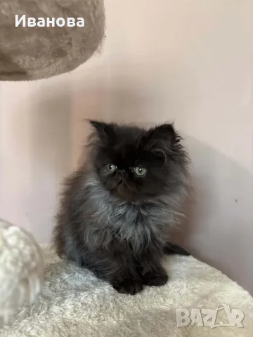 Персийски котенца , снимка 5 - Персийска - 56340555