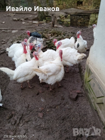 Продавам пуяци