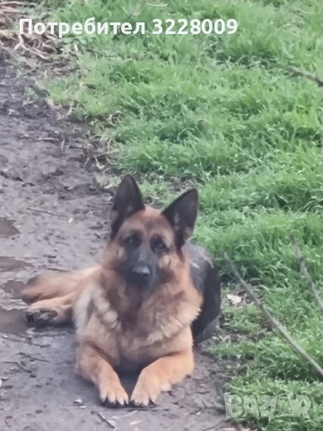 Немска овчарка , снимка 3 - Немска овчарка - 51335194