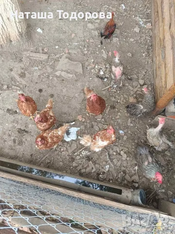 кокошки ломан браун , снимка 4 - Кокошки и пуйки - 56096710