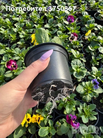 💞☀️🌿 Къдрави теменужки - Frizzle Sizzle, снимка 13 - Градински цветя и растения - 52084793