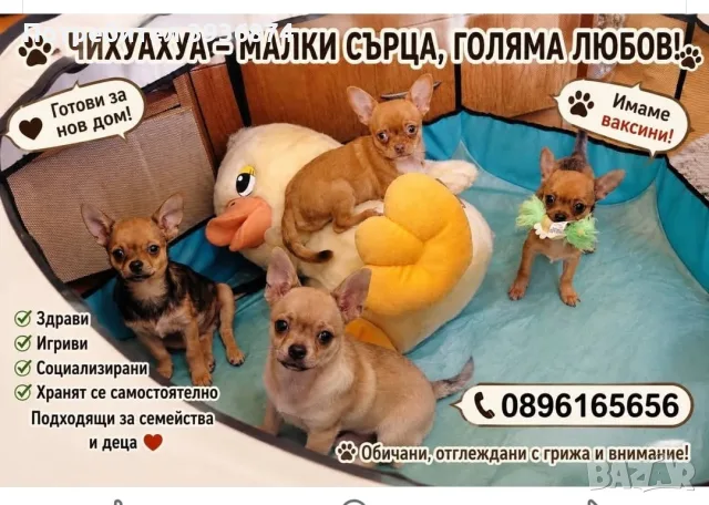 чихуаха бонбони