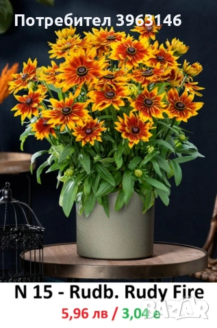 ГРАДИНСКИ Многогодишни Цветя..., снимка 12 - Градински цветя и растения - 51078747