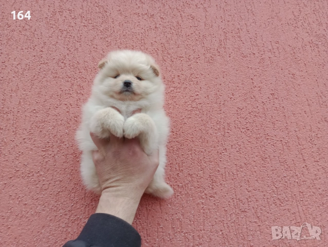 Бели и кремави Шпицлета. , снимка 3 - Шпиц - 53917516