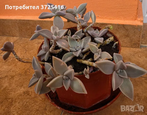 Граптопеталум - интересен сукулент, снимка 3 - Стайни растения - 56229110