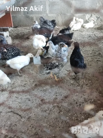 Пилета и кокошки на различна възраст, снимка 1