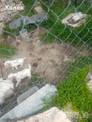 Кокер шпанъол