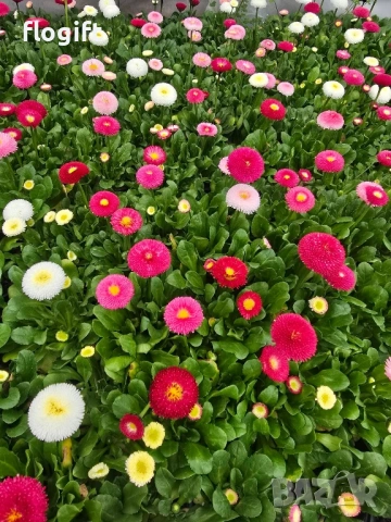 Иглика,Карамфил,Теменужка,Парички,Циклама,Зюмбюл за 8 Март, снимка 5 - Градински цветя и растения - 53012453