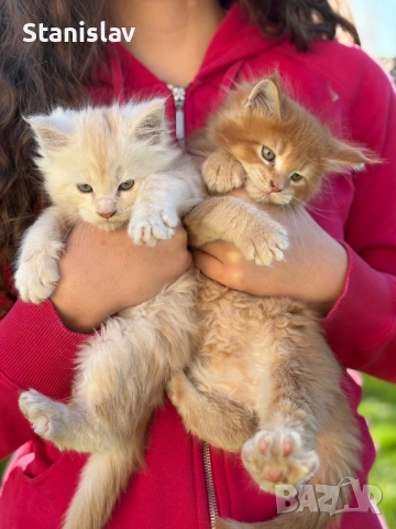 Котенца Мейн Куун, снимка 4 - Мейн кун - 50967412