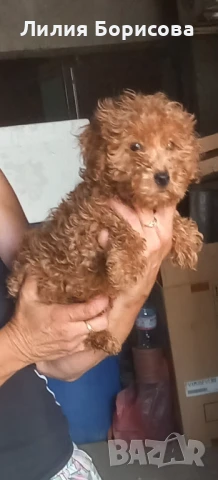 Продавам Той мини пудел , снимка 1