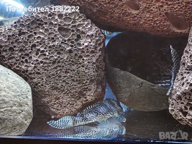 Сомчета Л066,236, снимка 7 - Рибки - 51857546