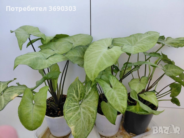 Цена 3 евро за брой! Стайно зелено нецъфтящо растение Сингониум (Syngonium) «Podophyllum», снимка 3 - Стайни растения - 54315956