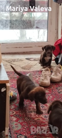 Кученца Курцхар , снимка 16 - Курцхаар - 52863953