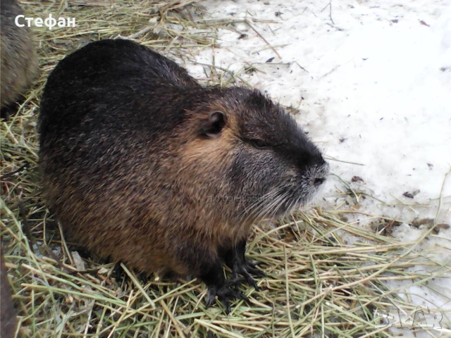 Продавам нутрия