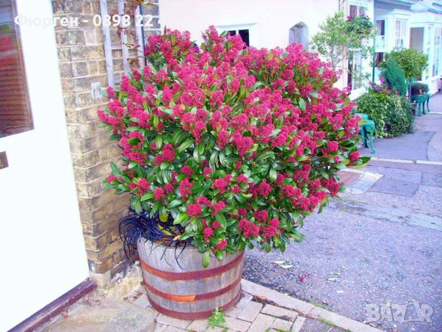 Скимия – Японски люляк (Skimmia japonica), снимка 6 - Разсади - 53967481