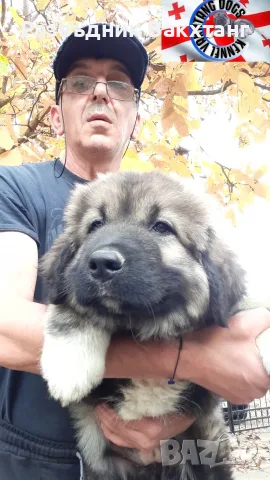 Клубна кавказка овчарка с родословие. 