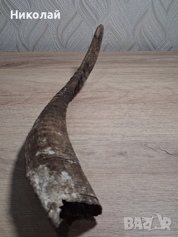 Стар Рог от Коза , снимка 5 - Антикварни и старинни предмети - 54175315