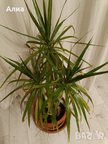 Юка, драцена, сингониум, шефлера, сансивиера, снимка 10 - Градински цветя и растения - 38427917