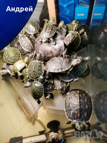 Костенурки , снимка 2 - Костенурки - 52076648