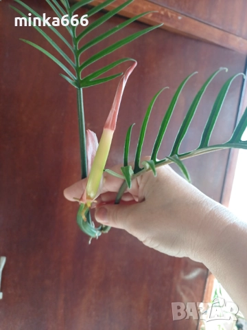 Резник филодендрон тортум, снимка 2 - Стайни растения - 52414495