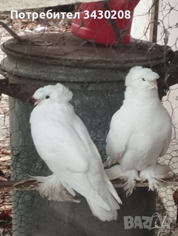 гълъби, снимка 1