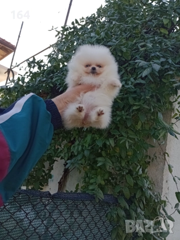 Померан. Миниатюрно мини миньонче. Реални снимки!, снимка 4 - Померан - 52857441