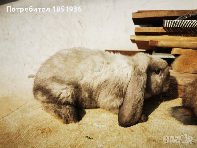 Различни породи и големини зайци, снимка 7 - Други - 44494724