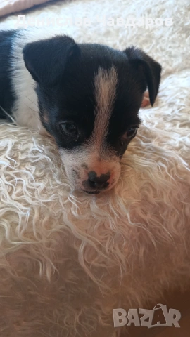 Пинчер-Джак ръсел , снимка 3 - Пинчер - 54238343