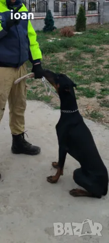 Хотел и обучение на Кучета , снимка 3 - Други - 47688790